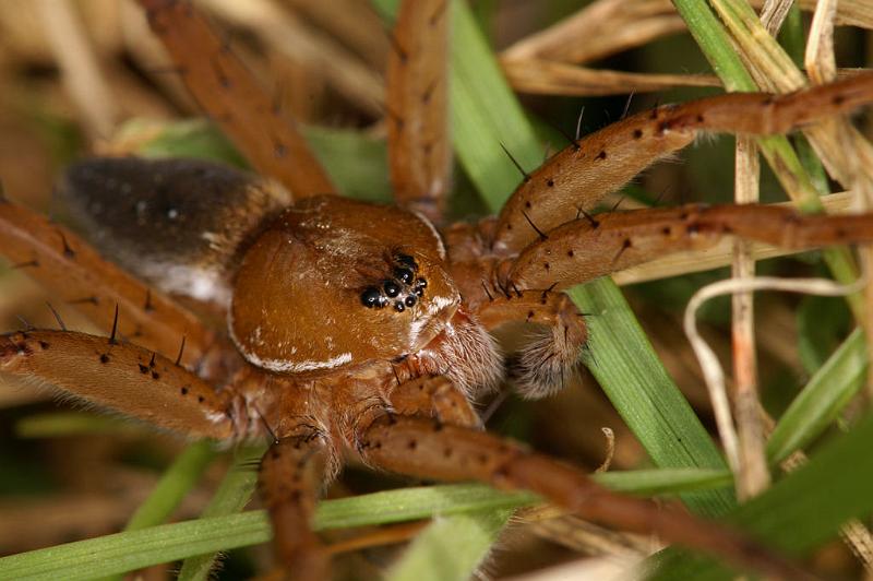 Dolomedes_plantarius_D5156_Z_91_Canal du Nivernais_Frankrijk.jpg